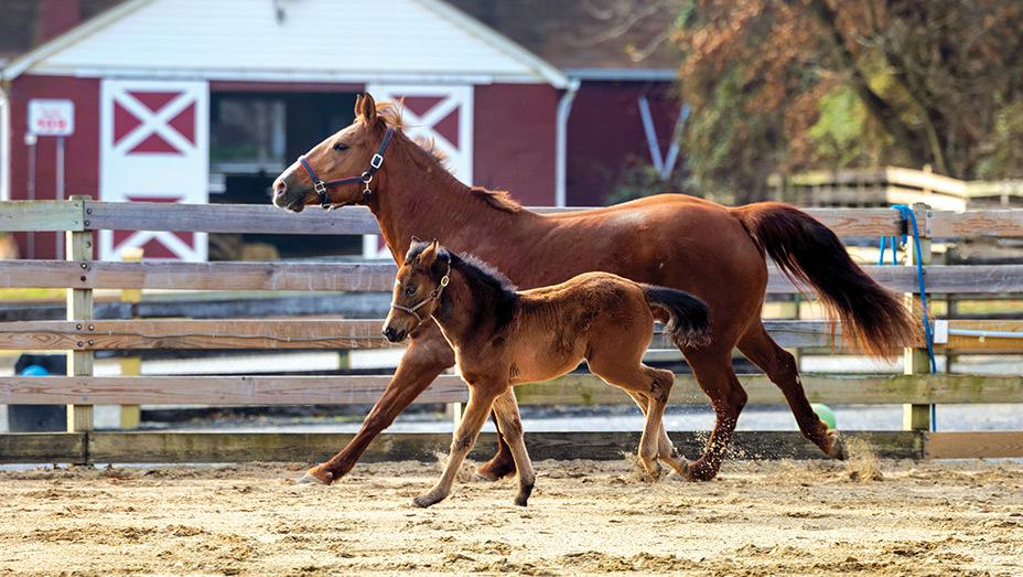 Horses running, barn in background